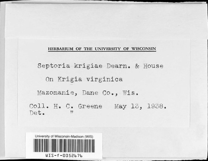 Septoria krigiae image