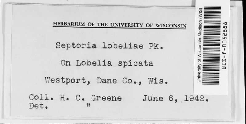 Septoria lobeliae image