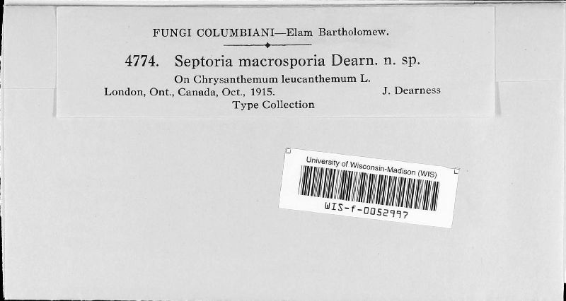 Septoria macrosporia image