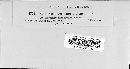 Septoria macrosporia image