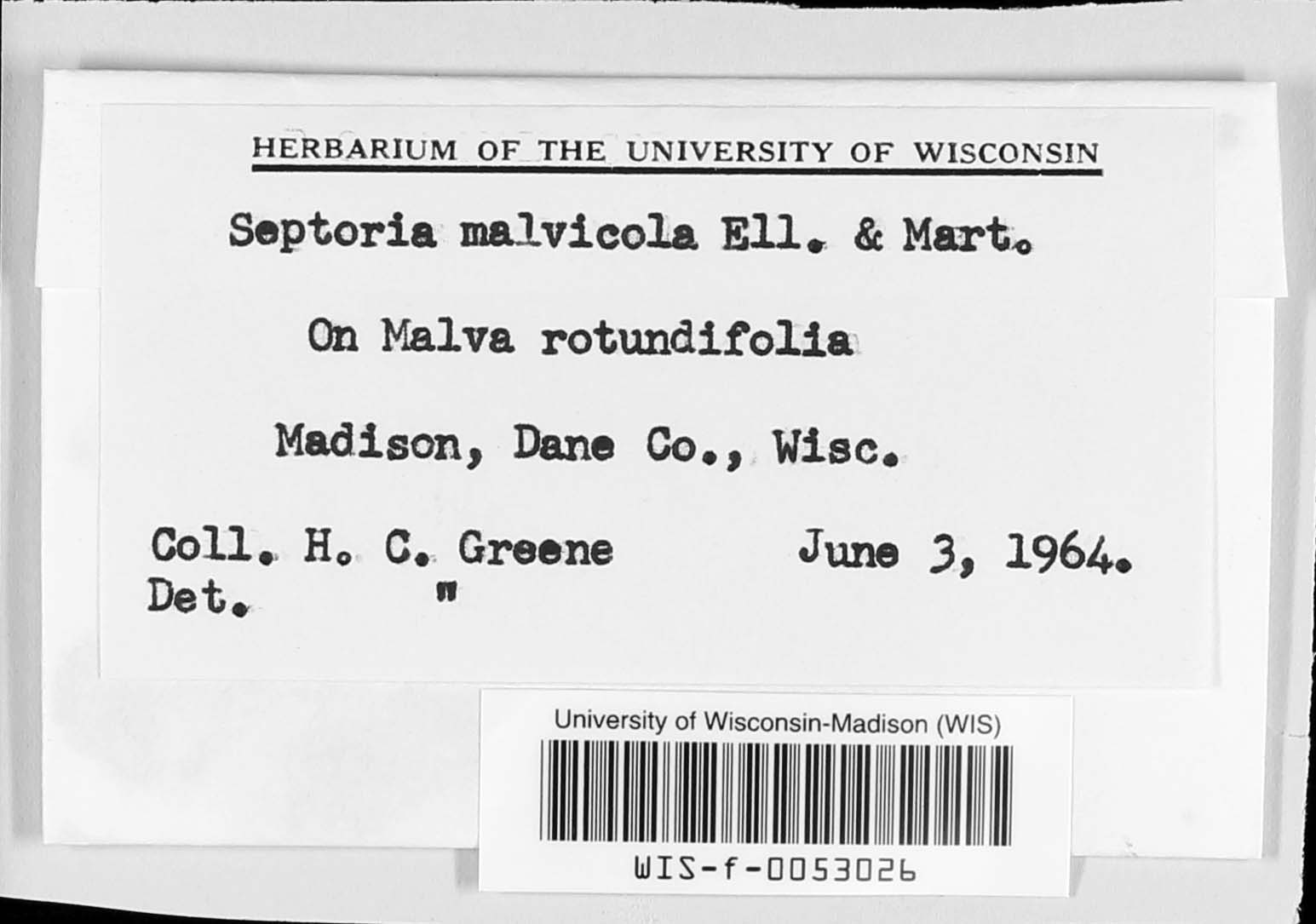 Septoria malvicola image