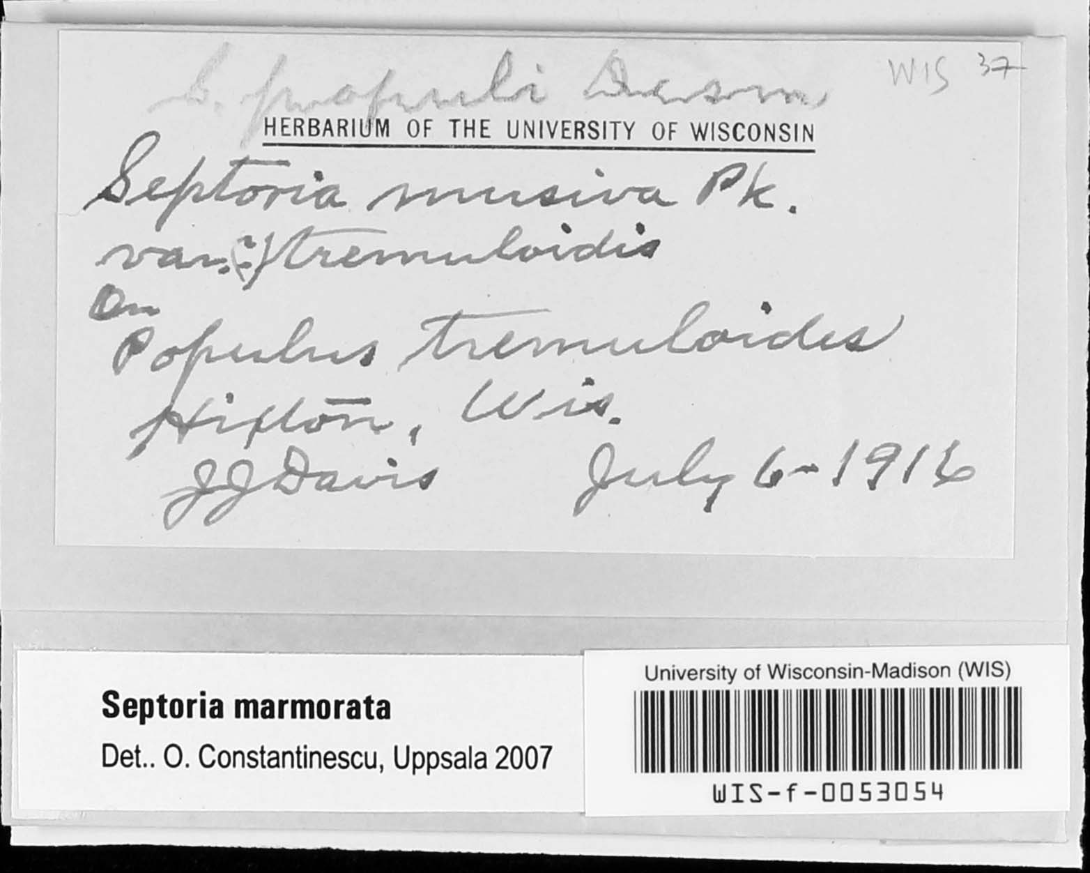 Septoria marmorata image