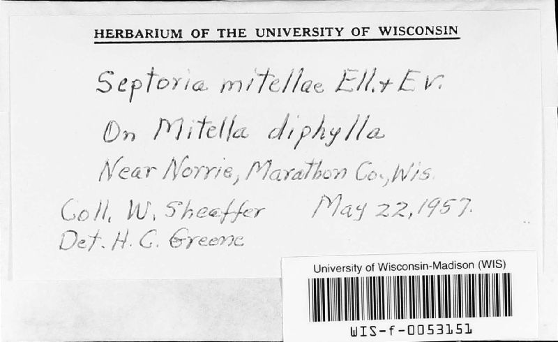 Septoria mitellae image