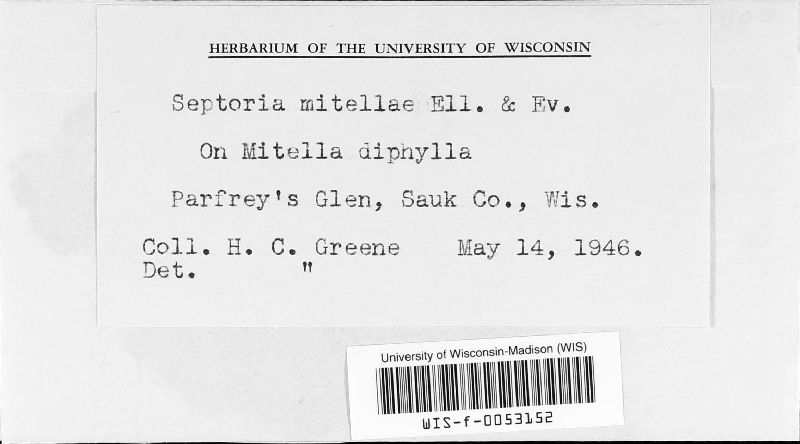 Septoria mitellae image