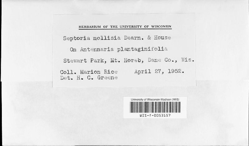 Septoria mollisia image