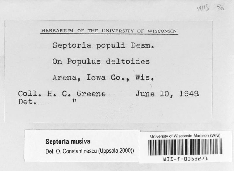Davidiella populorum image