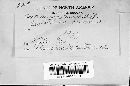 Septoria oenotherae image