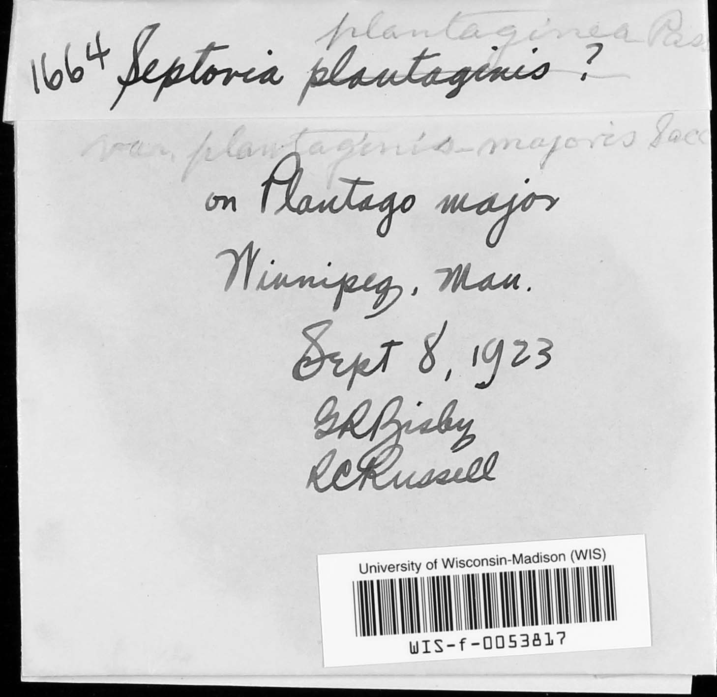 Septoria plantaginea var. plantaginis-majoris image