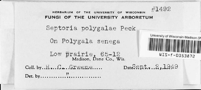 Septoria polygalae image