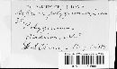 Septoria polygonorum image