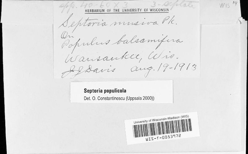Septoria populicola image