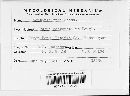 Mycosphaerella rubi image