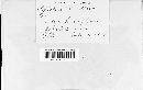 Mycosphaerella rubi image