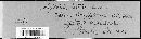 Mycosphaerella graminicola image