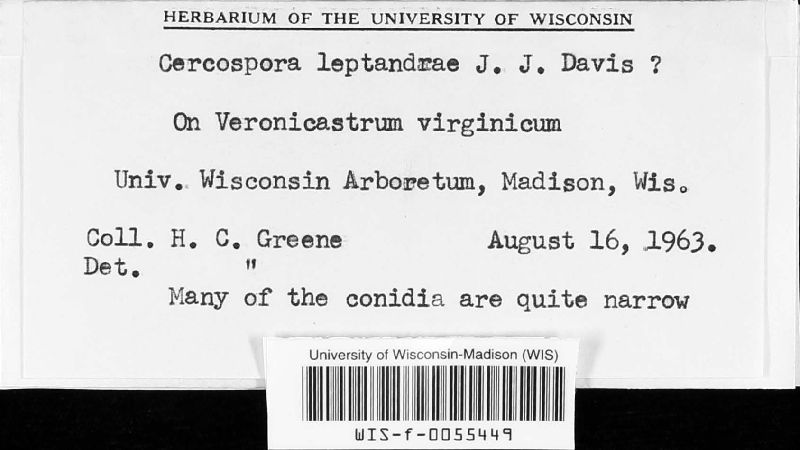 Sirosporium image