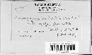 Sorosporium everhartii image