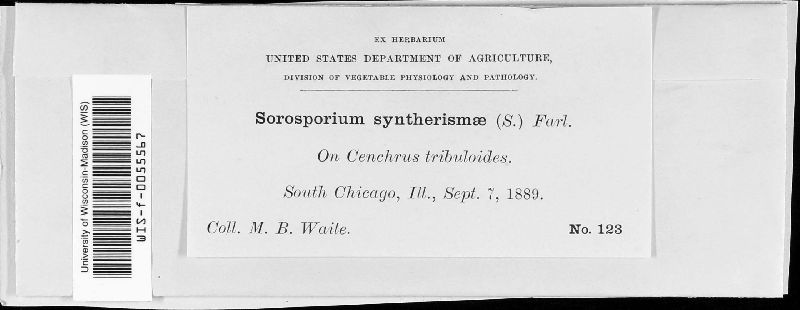 Sorosporium syntherismae image