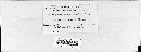 Sorosporium syntherismae image