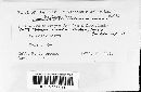 Sphaceloma murrayae image