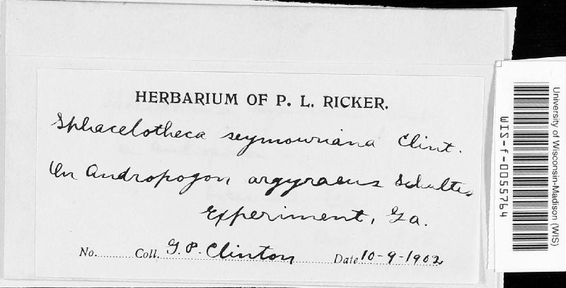 Sphacelotheca seymouriana image