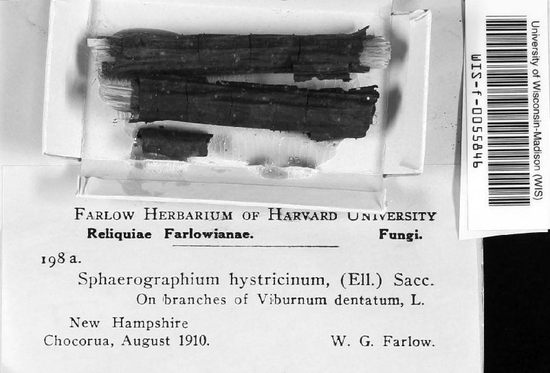 Sphaerographium hystricinum image