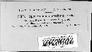 Sphaeronaema acerinum image