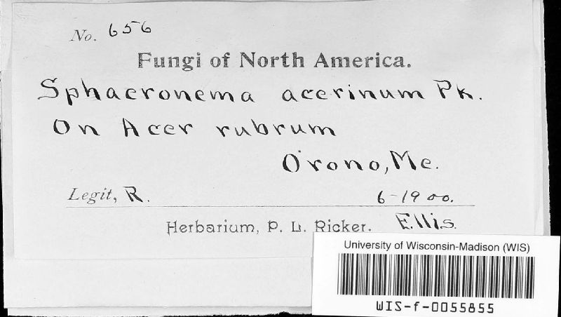Sphaeronaema acerinum image
