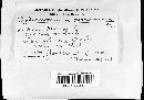 Sphaeronaema acerinum image
