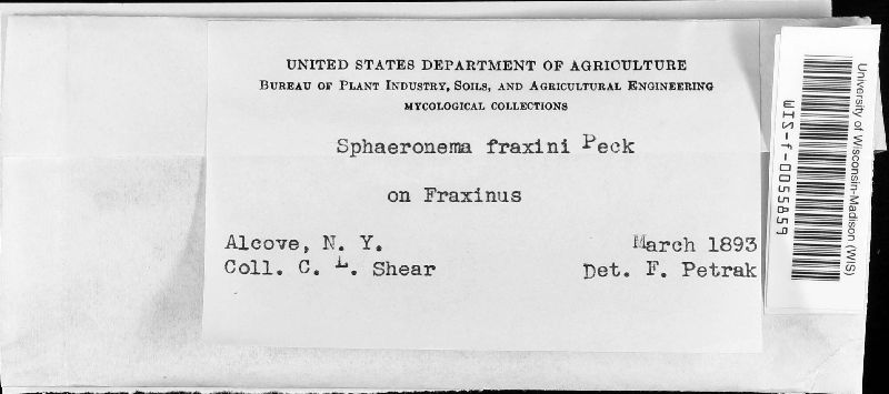 Sphaeronaema fraxini image