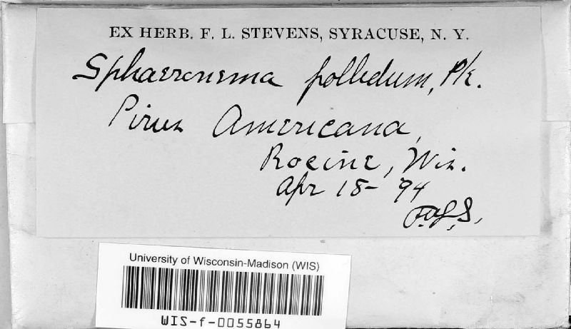 Sphaeronaema pallidum image