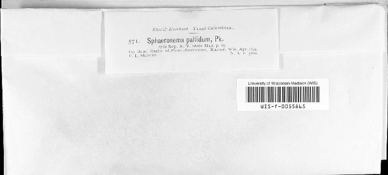 Sphaeronaema pallidum image