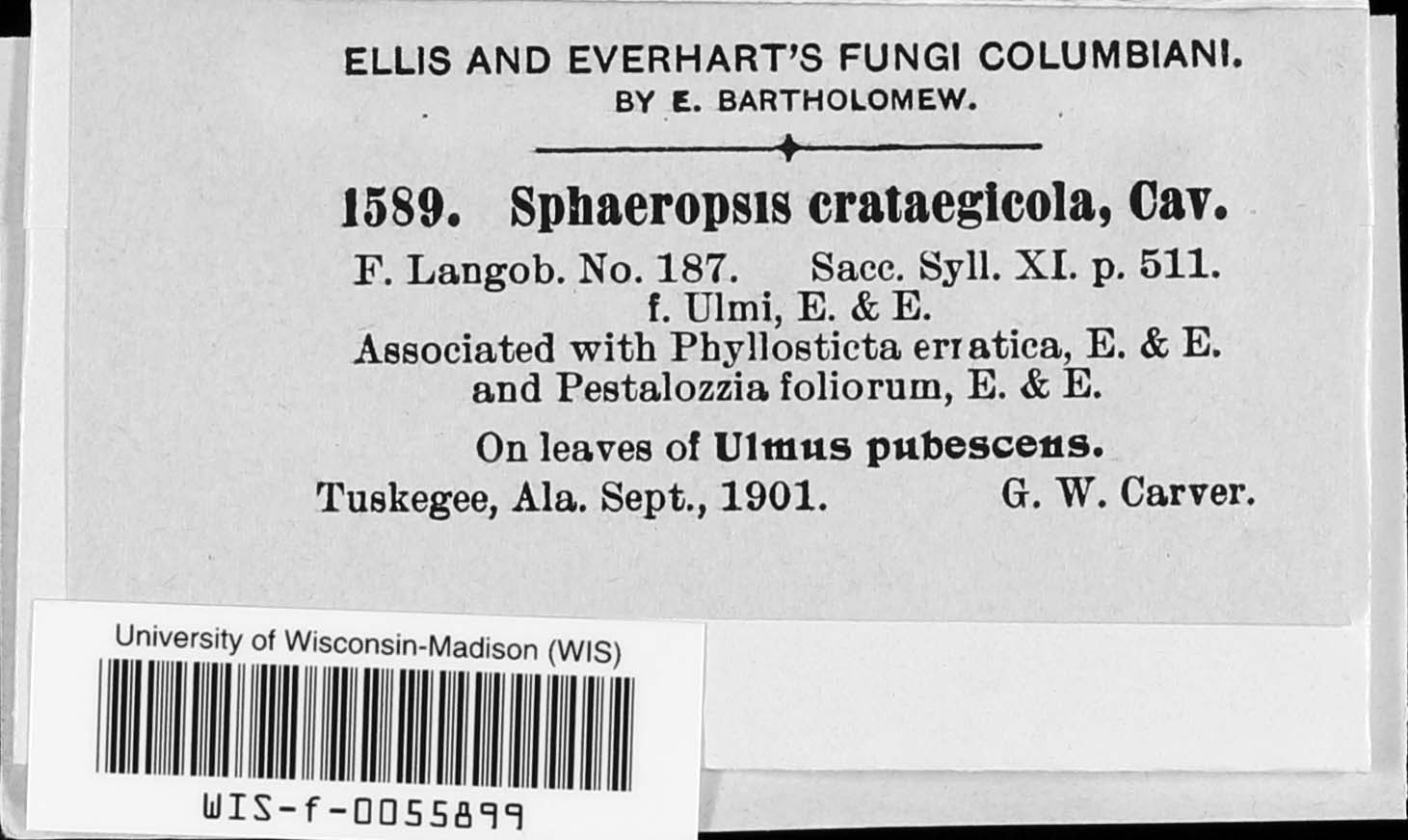 Sphaeropsis crataegicola image