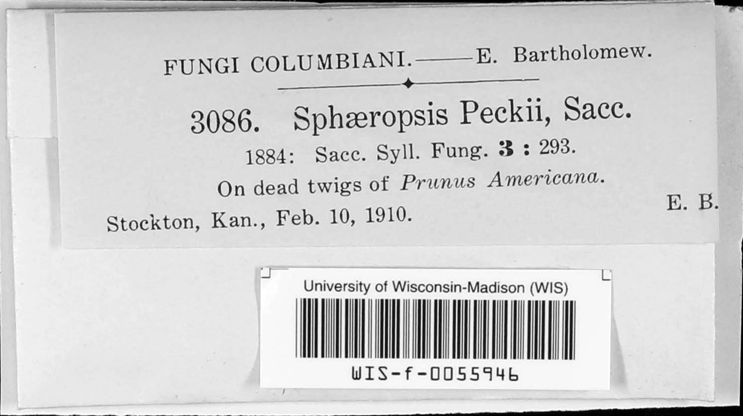 Sphaeropsis peckii image