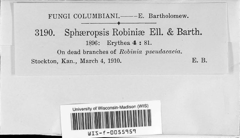 Sphaeropsis robiniae image