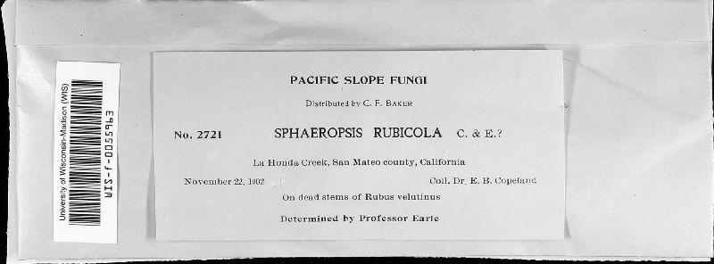 Sphaeropsis rubicola image