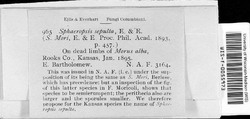 Sphaeropsis sepulta image