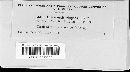 Sphaeropsis vitigena image
