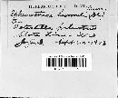 Podosphaera macularis image
