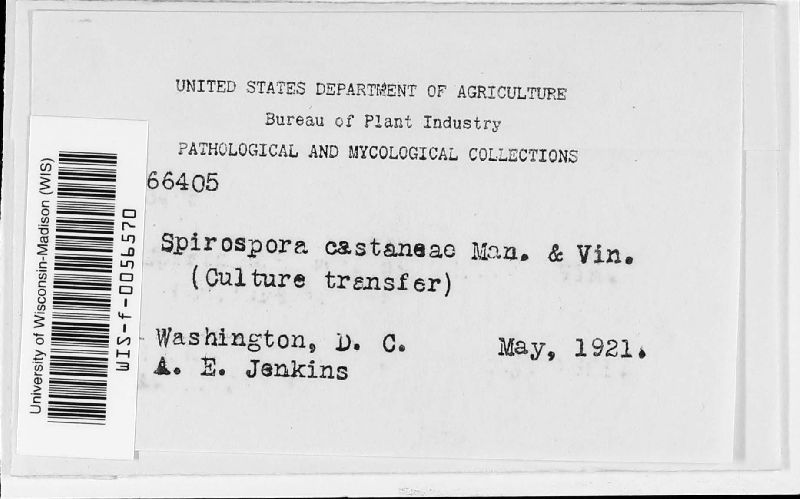 Spirospora castaneae image