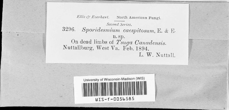 Sporidesmium caespitulosum image