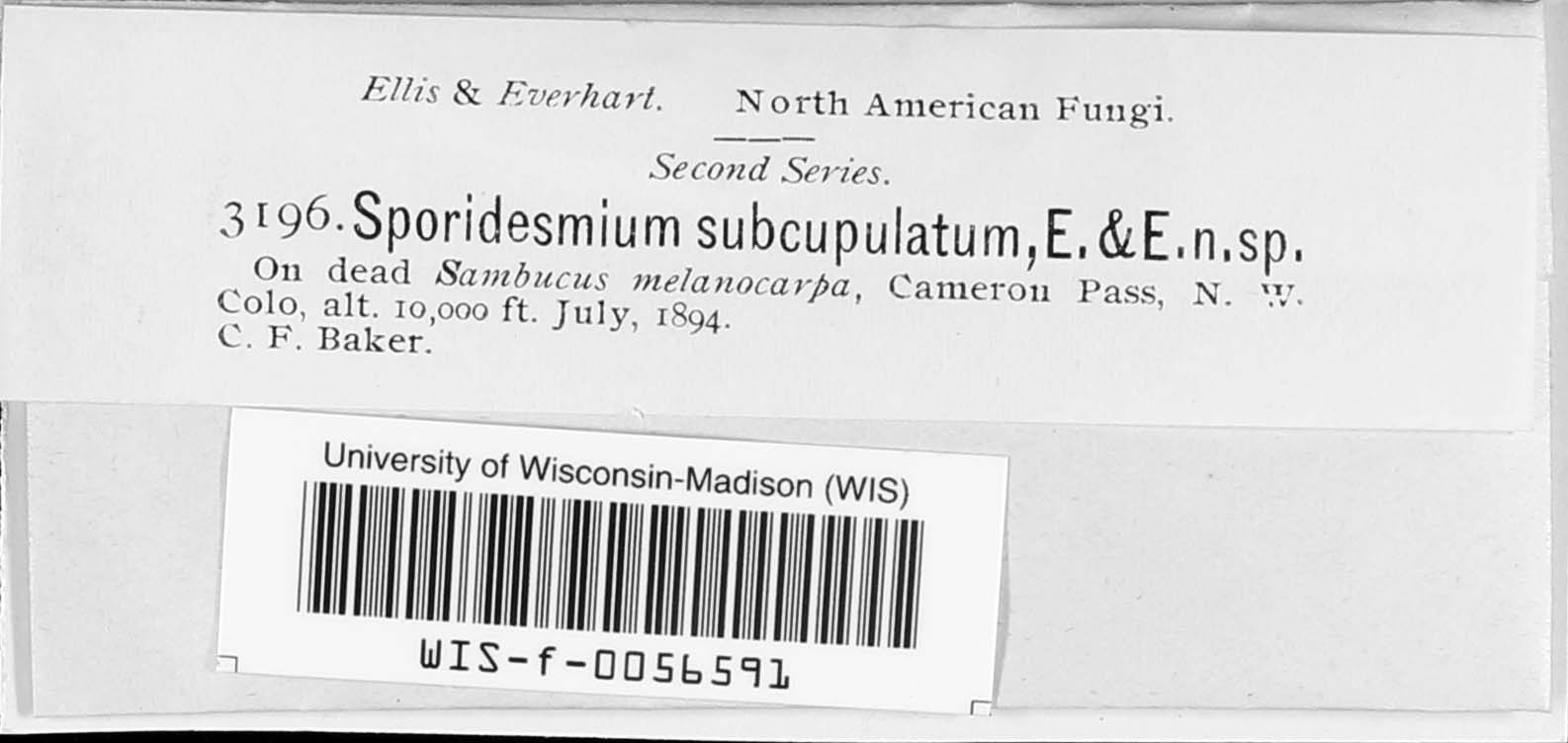Sporidesmium subcupulatum image