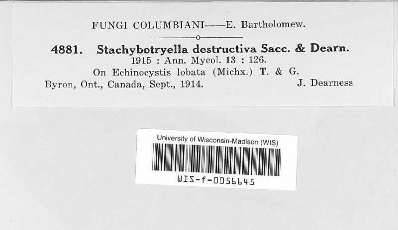 Stachybotryella image