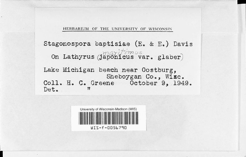 Stagonospora baptisiae image
