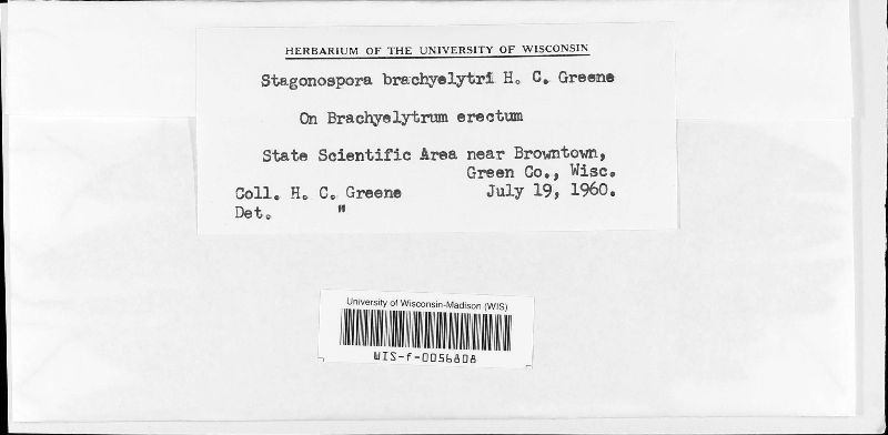 Stagonospora brachyelytri image
