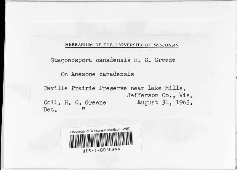 Stagonospora canadensis image