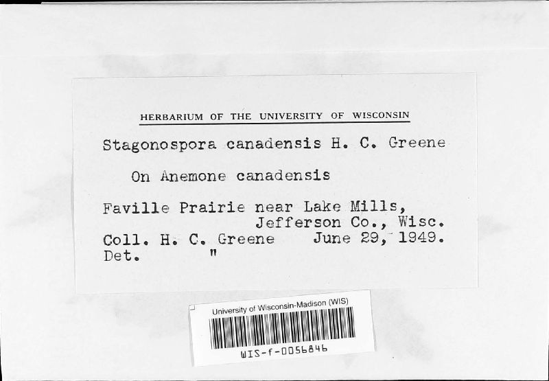 Stagonospora canadensis image