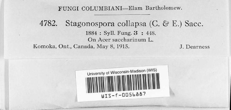 Stagonospora collapsa image