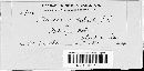 Stagonospora meliloti image
