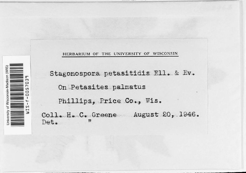 Stagonospora petasitidis image