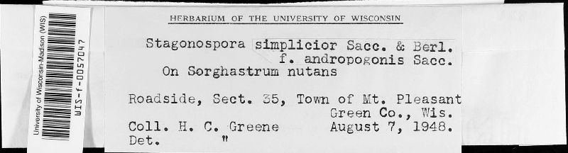 Stagonospora simplicior f. andropogonis image